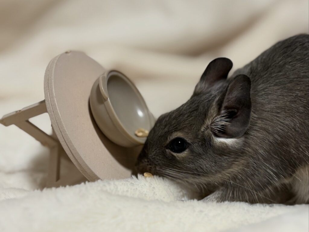 デグーのべりーが小さな食卓でおやつを食べている写真