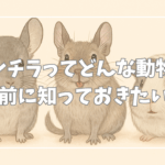 【初心者向け】チンチラってどんな動物?飼う前に知っておきたい基礎知識まとめ