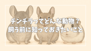 【初心者向け】チンチラってどんな動物？飼う前に知っておきたい基礎知識まとめ