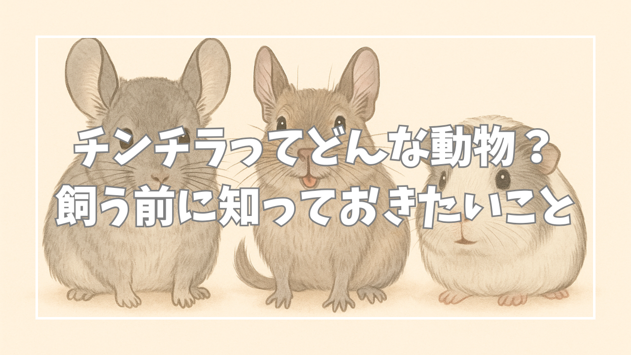 【初心者向け】チンチラってどんな動物?飼う前に知っておきたい基礎知識まとめ