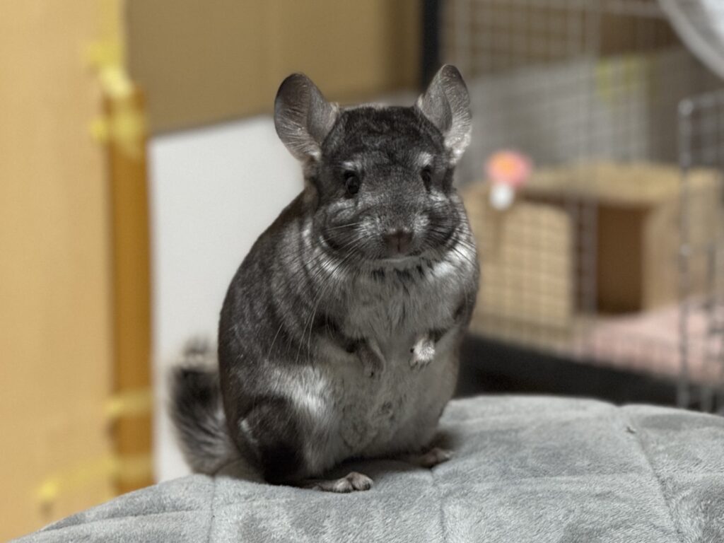 正面を向くチンチラのらいちちゃんの画像